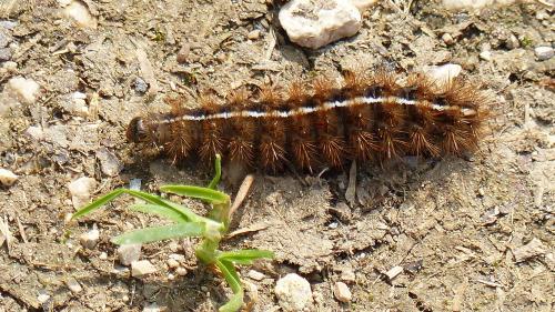 Diacrisia sannio
